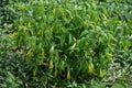 Colony of Large Flowered Bellwort, Uvularia grandflora